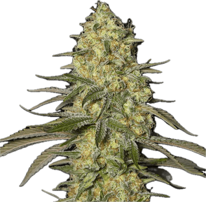 Biscotti Clone