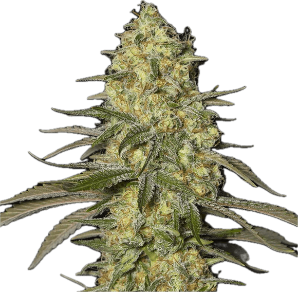 Biscotti Clone