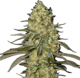 Biscotti Clone