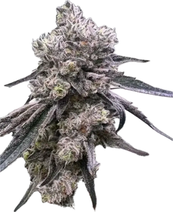 Black Ice Clone