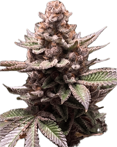 Black Cherry Gelato Clone