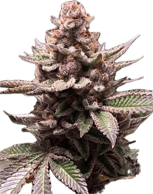 Black Cherry Gelato Clone