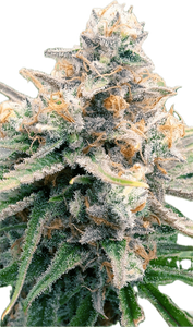 Blue Cookies Clone