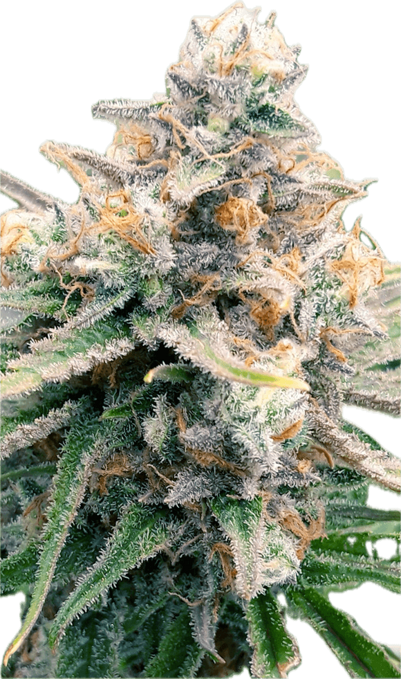 Blue Cookies Clone