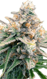 Blue Cookies Clone