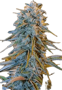 Blue Dream Clone