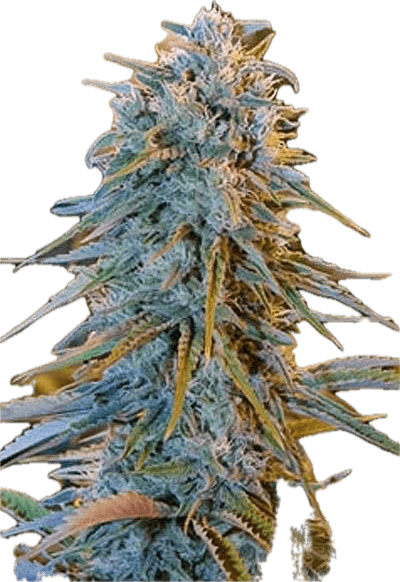 Blue Dream Clone