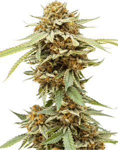Blue Alien Clone
