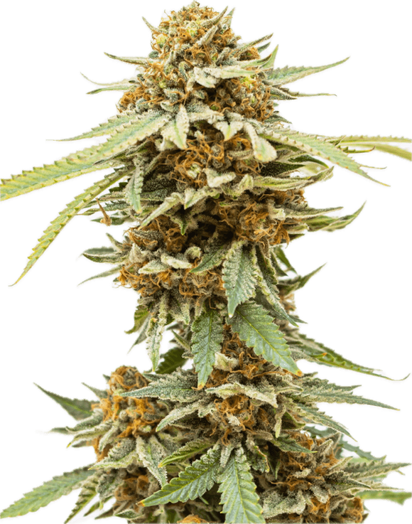 Blue Alien Clone