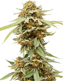 Blue Alien Clone