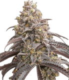Blueberry Muffin Clone