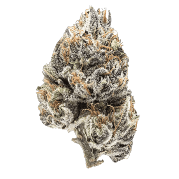 Blueberry Clone