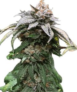 Bubba Kush Clone