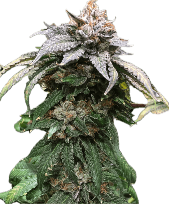 Bubba Kush Clone