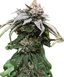 Bubba Kush Clone