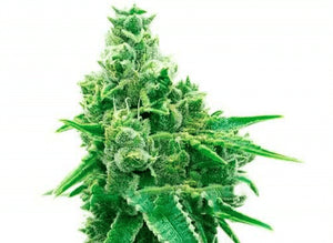 AC/DC Clone