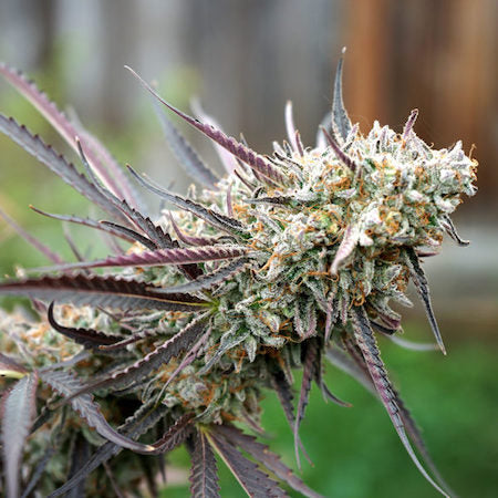 Cakes N Cream Clone