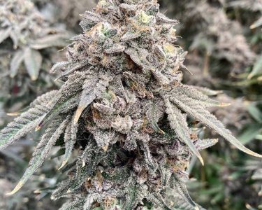Candy Rain Clone