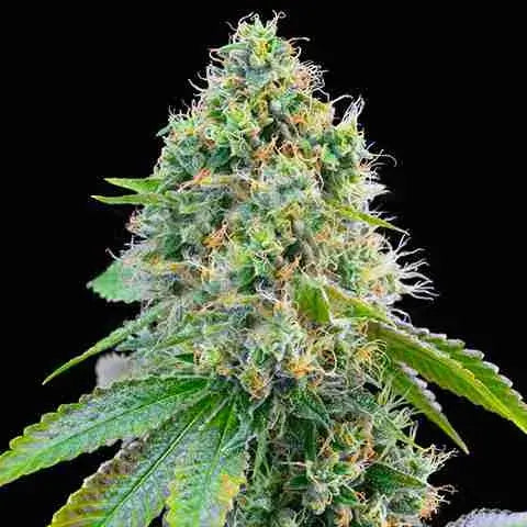 Cereal Milk Clone