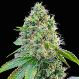 Cereal Milk Clone