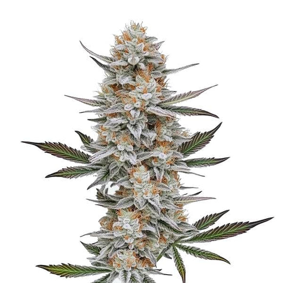 Chem 4 Clone