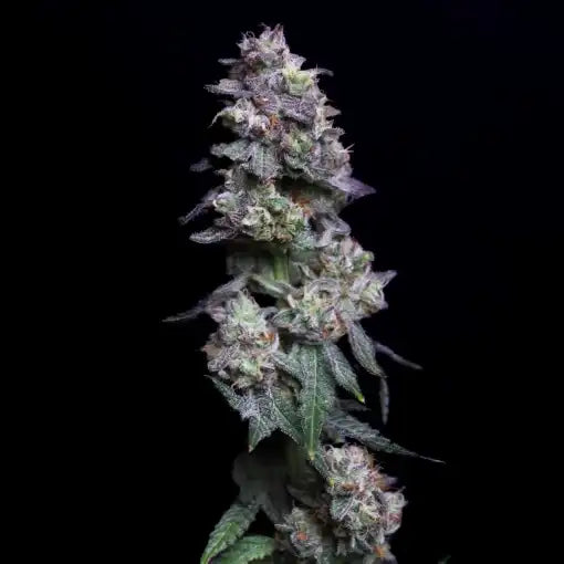 Cherry Apples Clone