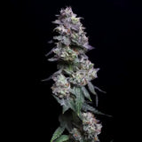 Cherry Apples Clone