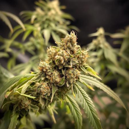 Gushers Confidential Clone