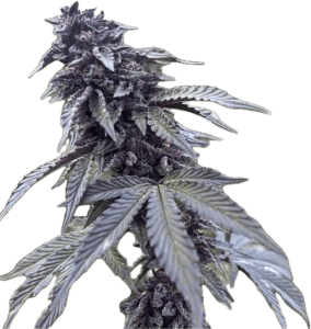 Chocolate Pie Clone