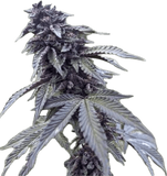 Chocolate Pie Clone