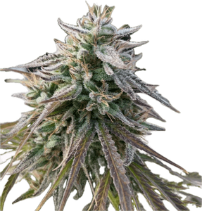 City Haze Clone