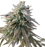 City Haze Clone