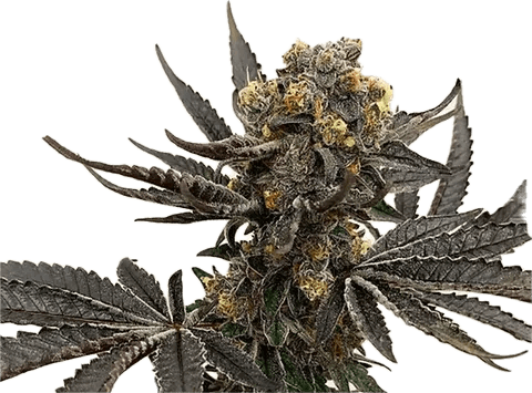 Colonel Crunch Clone