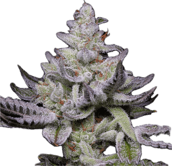 Communion Clone
