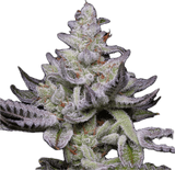 Communion Clone