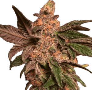 Cookie Dough Clone