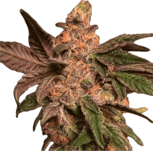 Cookie Dough Clone