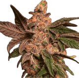 Cookie Dough Clone