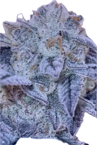 Daily Grapes #9 Clone