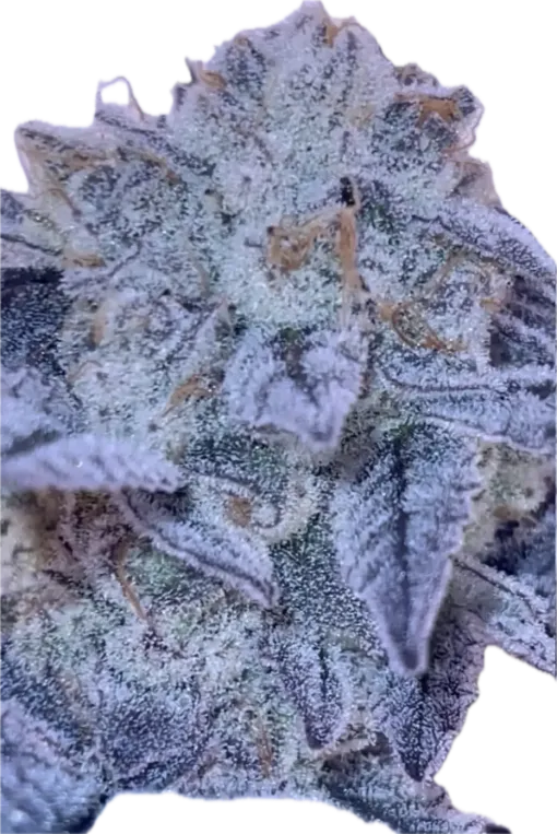 Daily Grapes #9 Clone