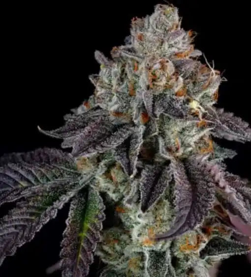 Dat Flava Clone