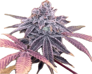Dos Magoo Clone