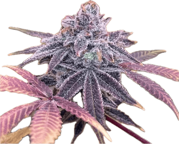 Dos Magoo Clone