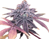 Dos Magoo Clone