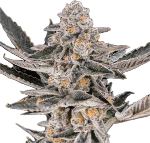 Dosi Punch Clone