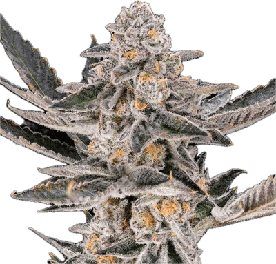 Dosi Punch Clone