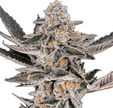 Dosi Punch Clone