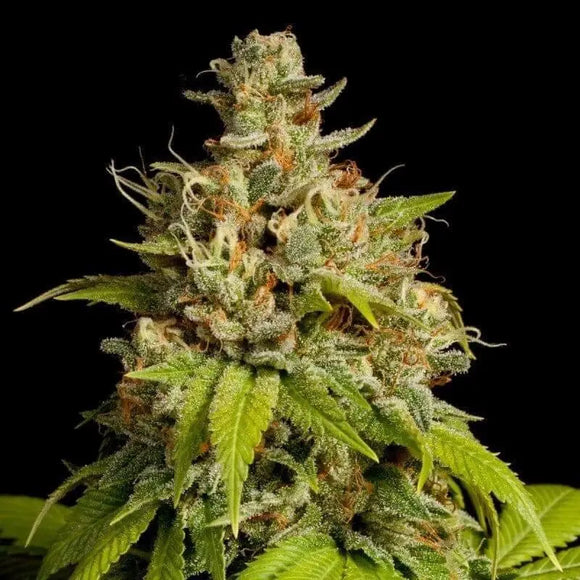 Durban Poison Clone