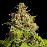 Durban Poison Clone