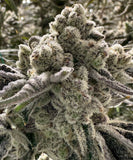 Home Now Genetics - Purple Pound Mints